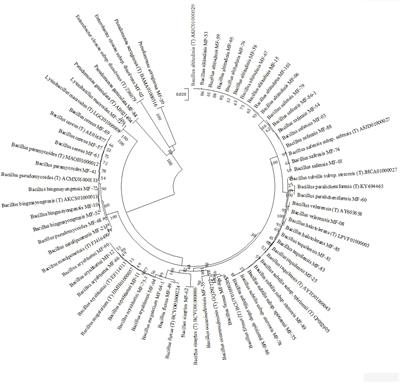 Restructuring the Cellular Responses: Connecting Microbial Intervention With Ecological Fitness and Adaptiveness to the Maize (Zea mays L.) Grown in Saline–Sodic Soil